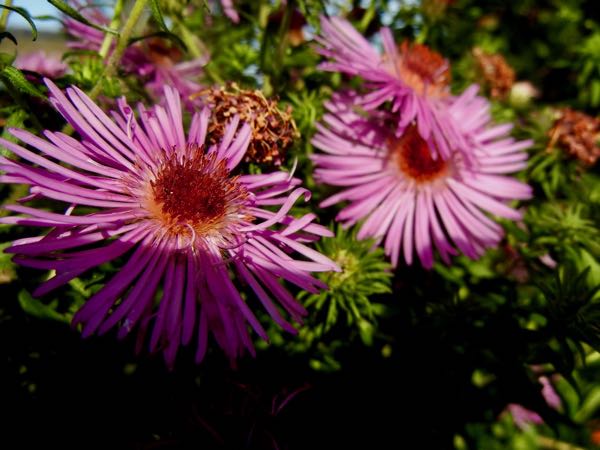 Aster novae-angliae 'Barr's Pink'