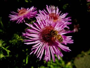 Aster novae-angliae 'Barr's Pink'