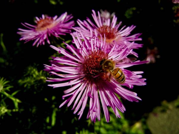 Aster novae-angliae 'Barr's Pink'