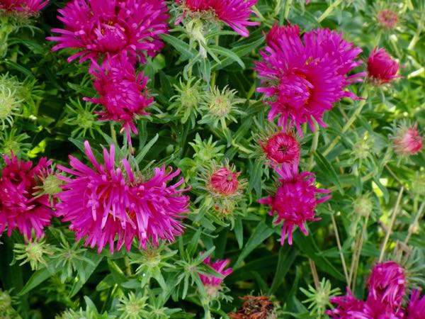 Aster 'Andenken an Alma Potschke'