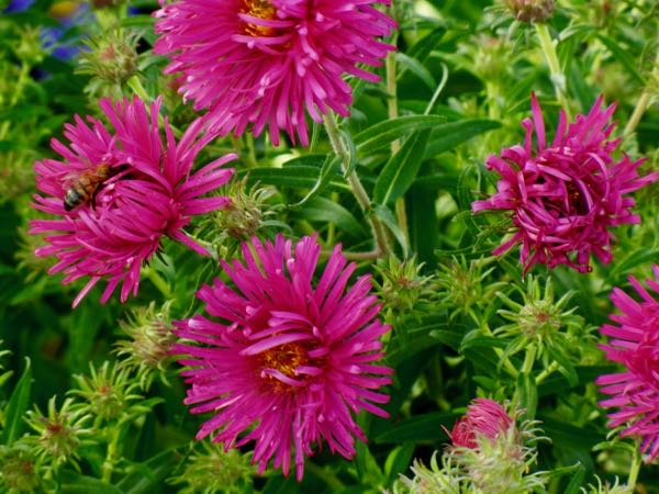 Aster 'Andenken an Alma Potschke'