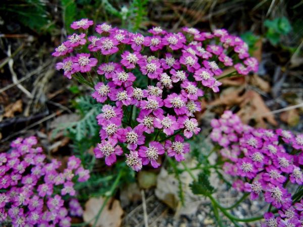 Achillea-millefolium-Pink-Grapefruit-7503 | Online Flower Garden Achillea millefolium | Online Flower Garden'Pink Grapefruit'