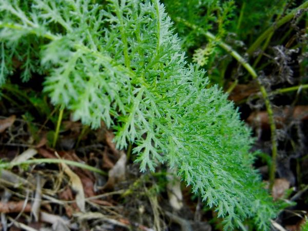 Achillea-millefolium-Pink-Grapefruit-7504 | Online Flower Garden Achillea millefolium | Online Flower Garden'Pink Grapefruit'