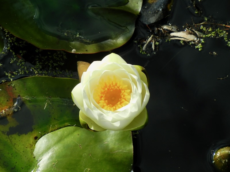 Nymphaea-Virginalis | Online Flower Garden Nymphaea 'Virginalis'