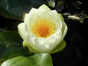Nymphaea 'Virginalis'
