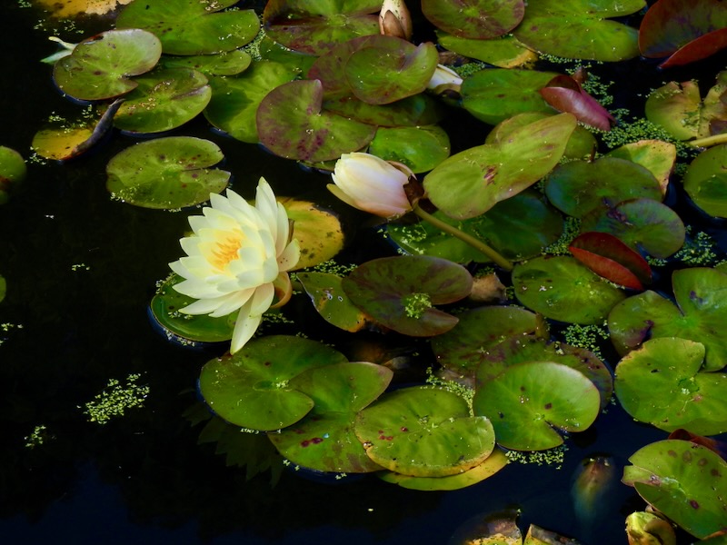 Nymphaea-Inner-Light | Online Flower Garden Nymphaea 'Inner Light'