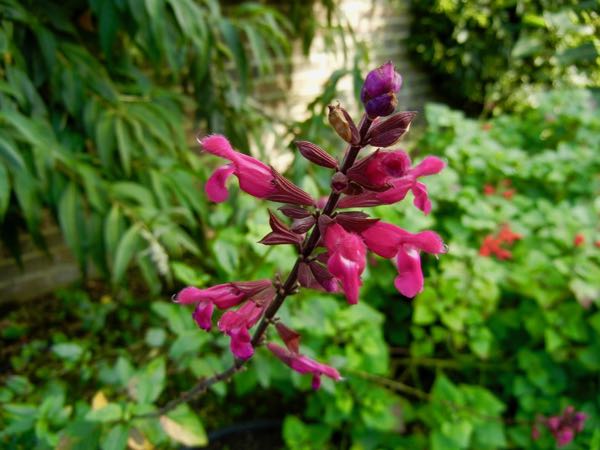 Salvia 'Mulberry Jam'