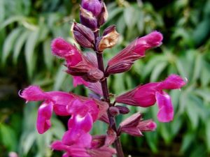 Salvia 'Mulberry Jam'