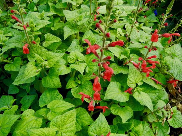 Salvia-darcyi-7548 | Online Flower Garden Salvia darcyi