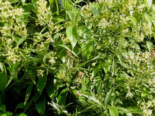 Cestrum-nocturnum-7562 | Online Flower Garden Cestrum nocturnum