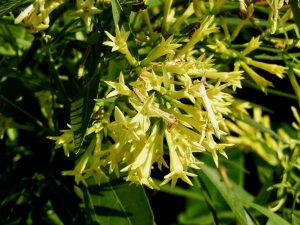 Cestrum nocturnum | Online Flower Garden