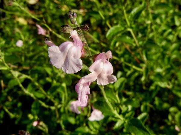 Salvia x jamensis 'Peter Vidgeon'
