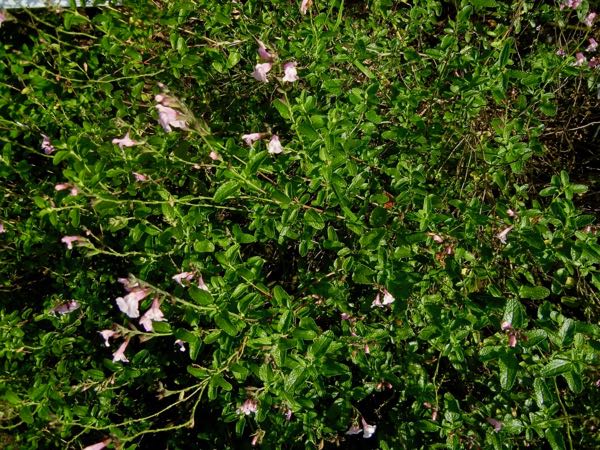 Salvia x jamensis 'Peter Vidgeon'