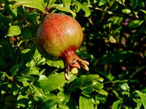 Punica granatum or Pomegranate