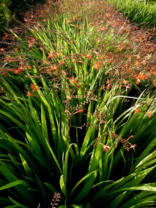 Crocosmia x latifolia
