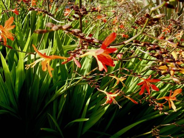 Crocosmia x latifolia