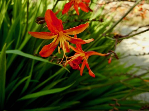 Montbretia or Crocosmia x latifolia