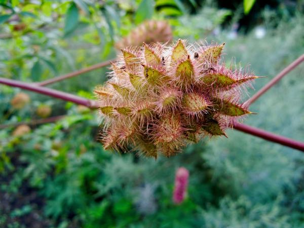 Glycyrrhiza yunnanensis