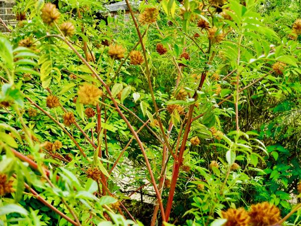 Glycyrrhiza yunnanensis