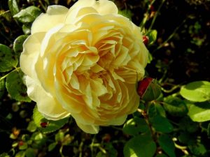 Rosa Charles Darwin | Online Flower Garden