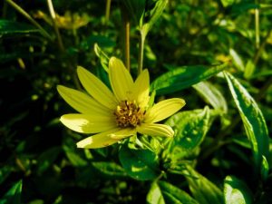 Helianthus 'Lemon Queen'