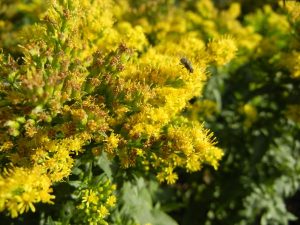 Solidago 'Golden Dwarf' | Online Flower Garden