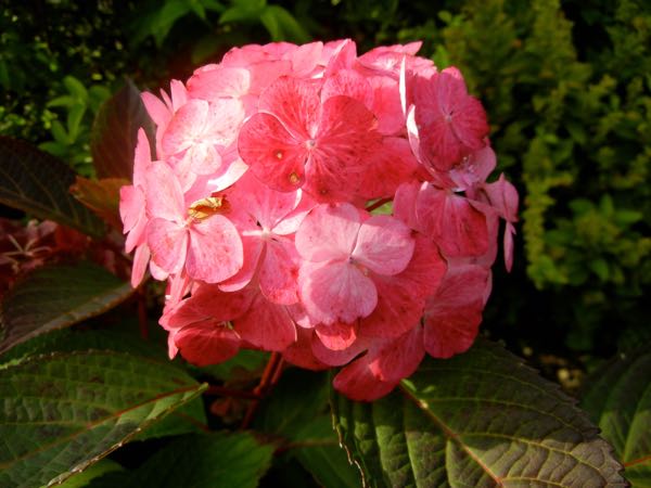 Hydrangea-serrata7645_3 | Online Flower Garden Hydrangea serrata 'Preziosa'