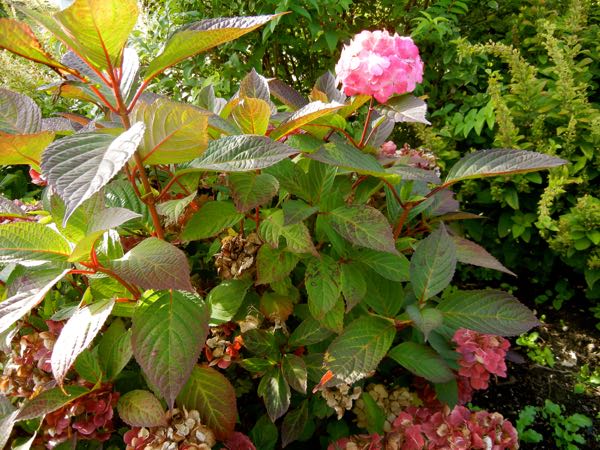 Hydrangeaceae Hydrangea serrata 'Preziosa' © onlineflowergarden.com