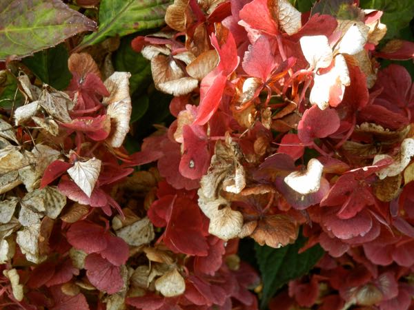 Hydrangea-serrata-7648_3 | Online Flower Garden Hydrangea serrata 'Preziosa'