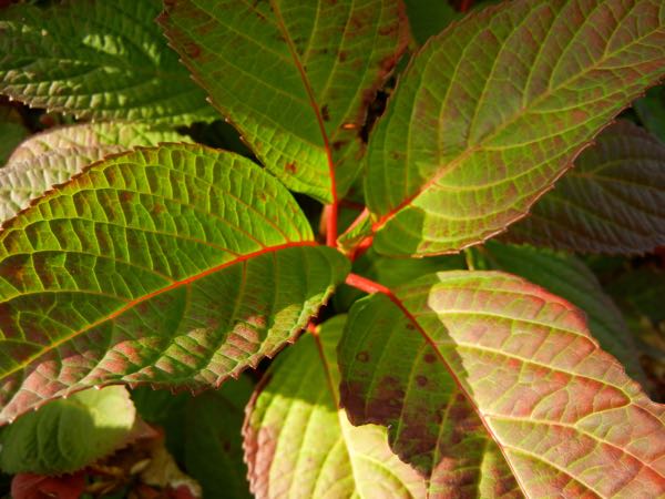hydrangea-serrata-7649_3 | Online Flower Garden Hydrangea serrata 'Preziosa'