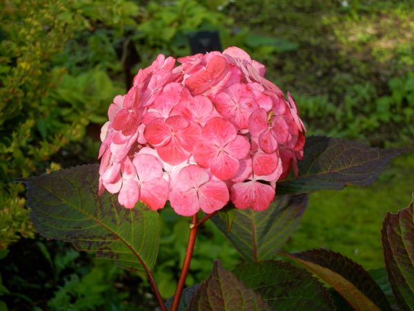 Hydrangea-Preziosa-7664_3 | Online Flower Garden Hydrangea serrata 'Preziosa'