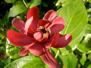 Calycanthus 'Aphrodite' © onlineflowergarden.com | Online Flower Garden