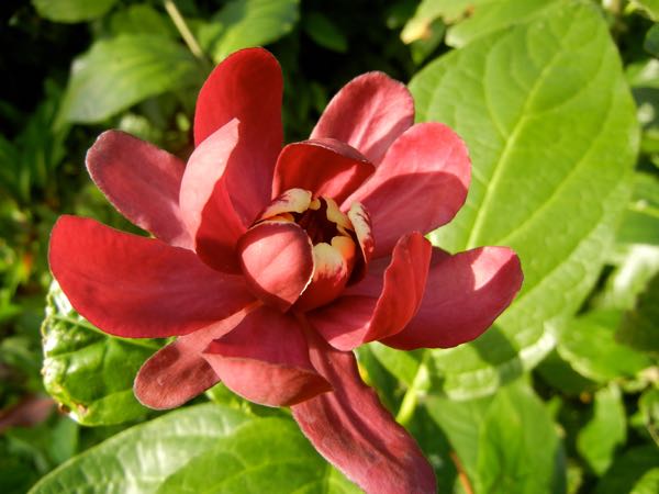 Calycanthus 'Aphrodite'