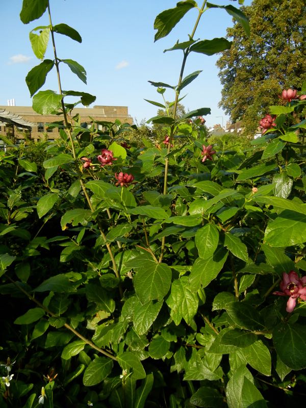 Calycanthus 'Aphrodite'