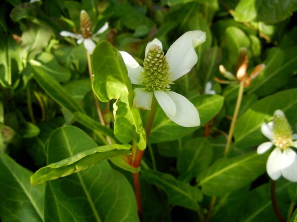 Anemopsis-californica-7671 | Online Flower Garden Anemopsis californica