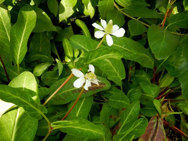 Anemopsis-californica-7673_5 | Online Flower Garden Anemopsis californica