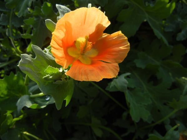 Glaucium flavum f. flavum