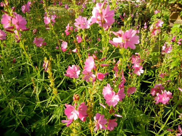 Sidalcea malviflora 'Rose Queen'