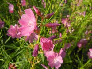 Sidalcea malviflora 'Rose Queen' © onlineflowergarden.com | Online Flower Garden