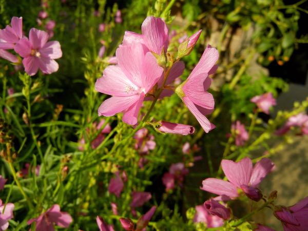 Sidalcea malviflora 'Rose Queen'