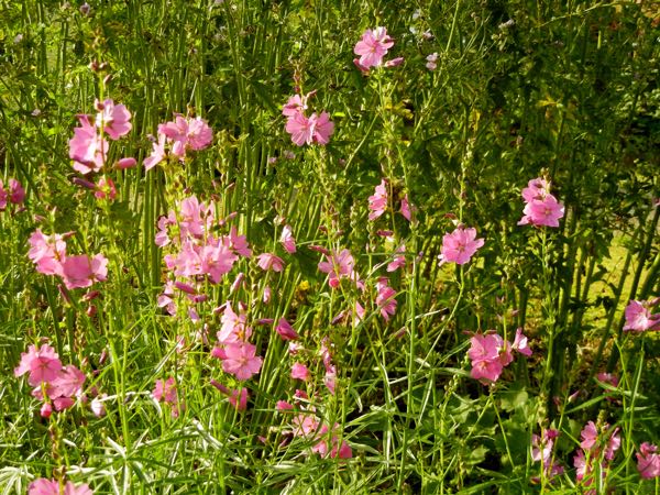Sidalcea malviflora 'Rose Queen'