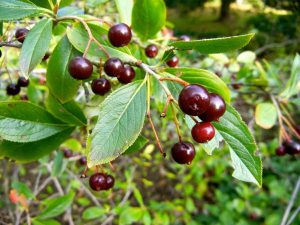 Aronia melanocarpa | Online Flower Garden