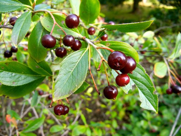 Rosaceae Aronia melanocarpa