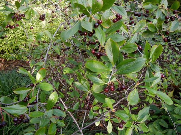Aronia melanocarpa