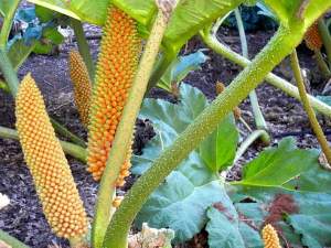 Gunnera tinctoria © onlineflowergarden.com