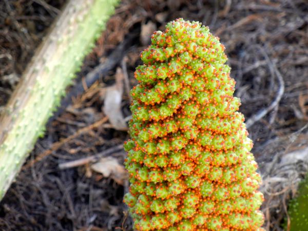Gunnera-tinctoria