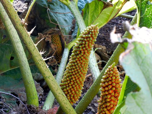 Gunnera tinctoria