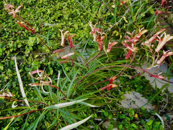 Lobelia laxiflora var. angustifolia