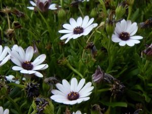 Dimorphotheca pluvialis