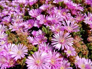 Drosanthemum floribundum | Online Flower Garden